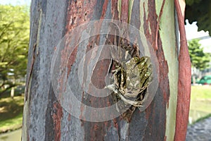 the beautiful texture of the surface of the bark of the eucalyptus Deglupta tree