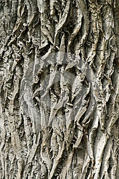 Beautiful texture of the surface of the bark of a tree in the park. Interes ting relief. photo