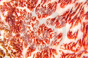Beautiful texture of wagyu beef are close up photo