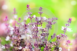 Beautiful Thai basil Ocimum basilicum plant