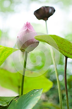 Beautiful Thai lotus in the pond