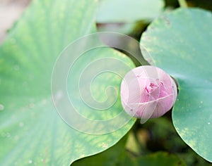 Beautiful Thai lotus in the pond