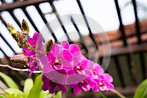 Beautiful Thai purple orchid. In garden