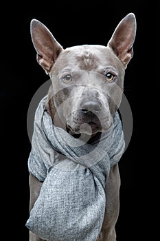 Beautiful thai ridgeback dog in grey scarf