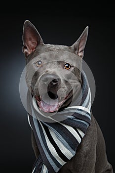 Beautiful thai ridgeback dog in grey scarf