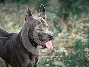 Beautiful thai ridgeback dog in morning forest