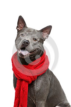 Beautiful thai ridgeback dog in red scarf