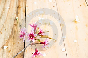 Beautiful Thai sakura cherry blossoms background