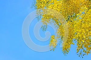 Beautiful Thai yellow flower,cassia fistula flower Golden Shower Tree