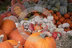 Beautiful thanksgiving and fall background