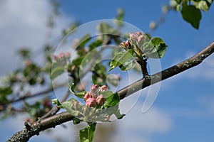 A beautiful thin branch of a blooming apple tree with delicate white and pink flowers.