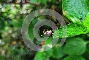 Beautiful things don need attention