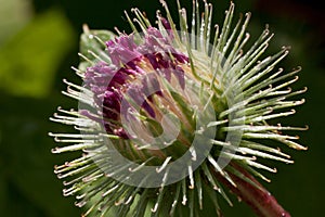 Beautiful thistle flower is growing on a green meadow. Carduus personata