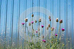Beautiful Thistle flowers in nature