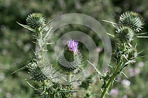 Beautiful Thistle flowers in nature