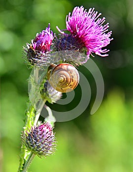 Beautiful thistle with snail shell