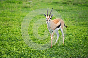 Thomson gazelle photo