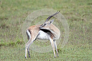 Beautiful Thomson`s gazelle on the background of the African savannah