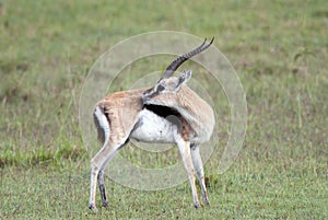 Beautiful Thomson`s gazelle on the background of the African savannah photo