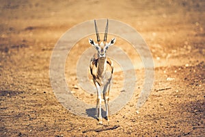 Beautiful Thomson`s gazelle Eudorcas thomsonii is one of the best-known gazelles. It is the fifth-fastest land animal