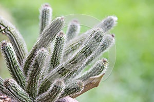 A beautiful thorny cactus in the garden