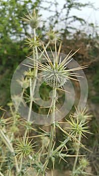 It is a beautiful thorny plant.