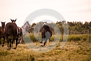Beautiful thoroghbred horses cantering in a pasture; freedom and together concepts