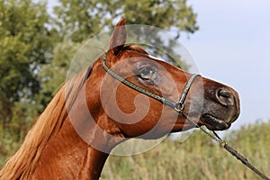 Beautiful thoroughbred arabian horse head at farm