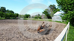 Beautiful thoroughbred brown stallion, horse lay on back in aviary, on training sand field, ground. horse is smeared in