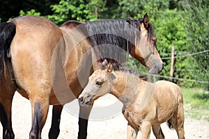 Beautiful thoroughbred foal and mare posing for cameras at rural equestrian farm