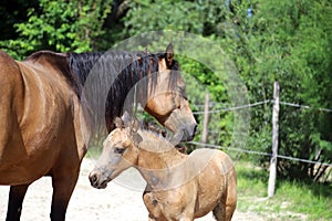 Beautiful thoroughbred foal and mare posing for cameras at rural equestrian farm