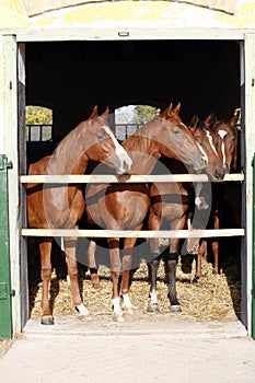 Beautiful thoroughbred foals looking over stable door