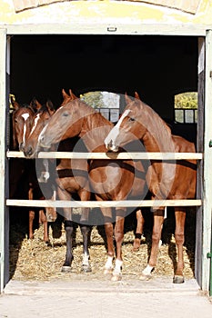 Beautiful thoroughbred foals looking over stable door