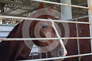 Beautiful thoroughbred horse in corral