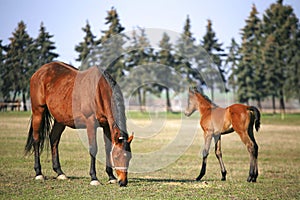 Beautiful thoroughbred mare and foal grazing and playing together at rural equestrian farm