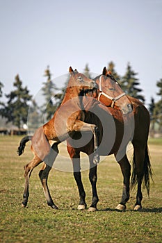 Beautiful thoroughbred mare and foal grazing and playing together at rural equestrian farm