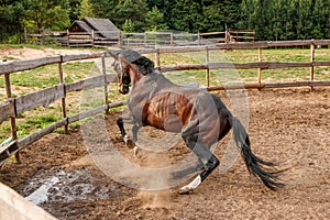 beautiful thoroughbred stallion trotting in a fenced paddock, hoof dust