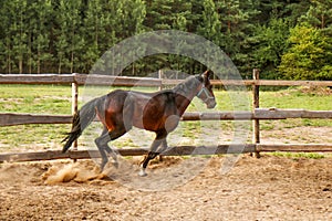 beautiful thoroughbred stallion trotting in a fenced paddock, hoof dust