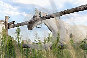 Beautiful thoroughbred white horse grazing in green meadow pasture field paddock old wooden fence at countryside rural farmland.