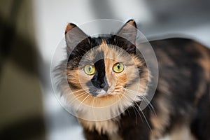 Beautiful three-color cat standing against background of wall with shadows and looking at camera.