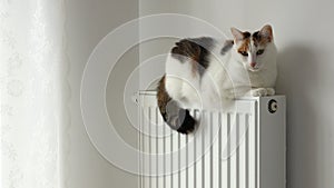 Beautiful three-colored kitty sitting on the radiator, Pet concept or home heating costs and energy prices