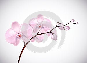 Beautiful three day old pink Orchids flowers in branch isolated