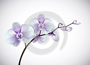 Beautiful three day old white and purple Orchids flowers in branch isolated on background. Orchid flower closeup