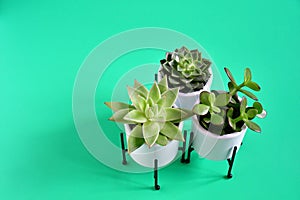 Beautiful three differcent succulent or cactus plant in white caramic pot on green background, Kiwi Succulent with small