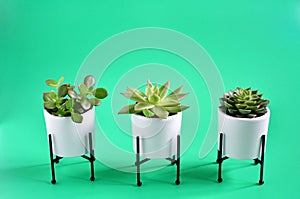 Beautiful three differcent succulent or cactus plant in white caramic pot on green background, Kiwi Succulent with small