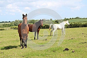 Beautiful three different colour horses