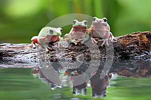 Beautiful Dumpy frog in reflection photo