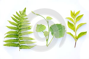 The beautiful three green plant leafs dacorated white background