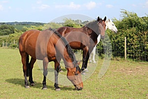 Beautiful three horses eating