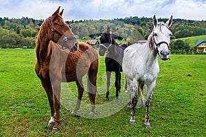 Beautiful three horses in the meadow